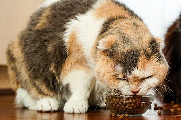 gatto sovrappeso che mangia