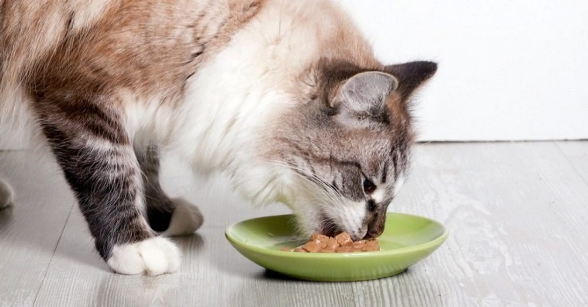 gatto anziano che mangia