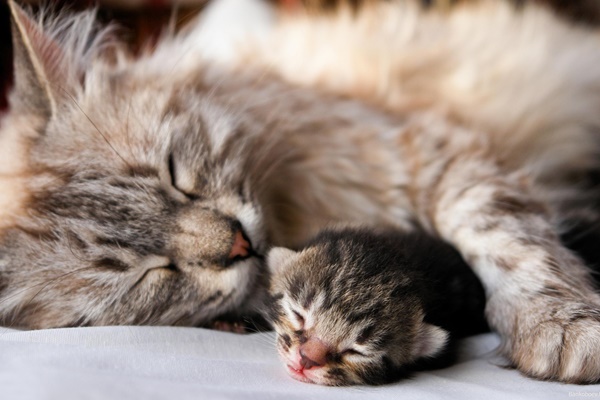 mamma gatta con il suo cucciolo