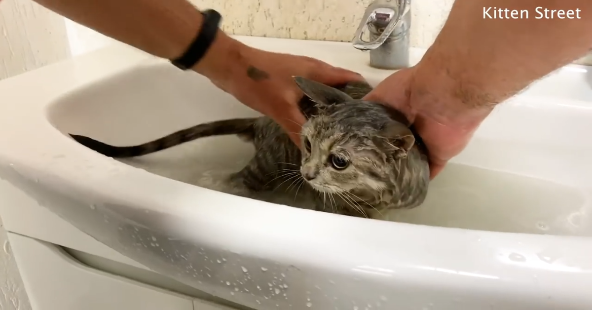 Secondo bagno per un gattino che è stato salvato (VIDEO)