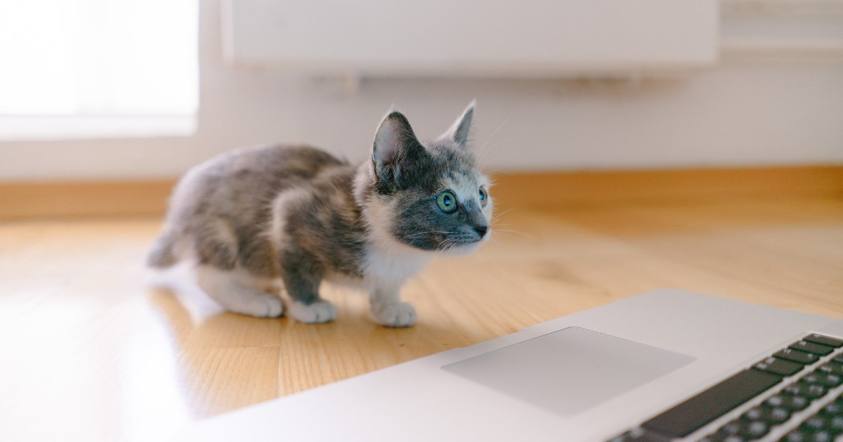 il gattino vuole più attenzioni