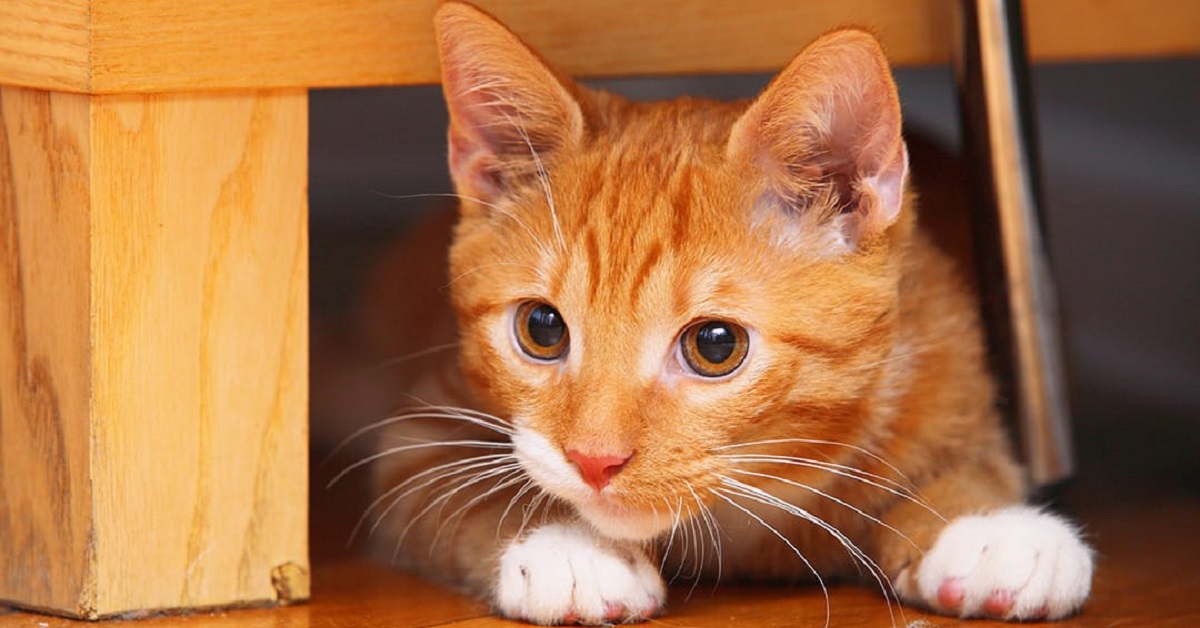 Simon, il gattino che ha conosciuto il suo migliore amico attraverso la finestra (VIDEO)