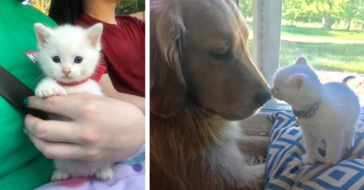 Skywalker e Mojito, gattino e cane orma diventati inseparabili (VIDEO)
