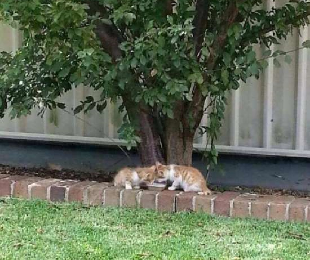 stevie isaac gatti randagi fuori giardino