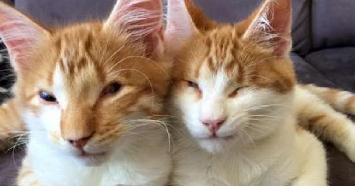 Stevie ed Isaac, due gattini ciechi sopravvivono alla vita di strada (FOTO)