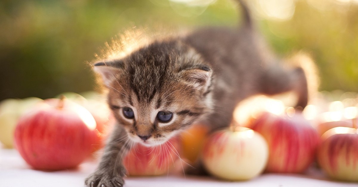 Supersemi per i gatti: quali sono quelli che possono dare loro più benefici