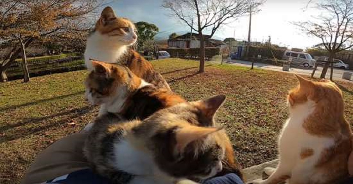 Teneri gattini assaltano un uomo nel parco (VIDEO)