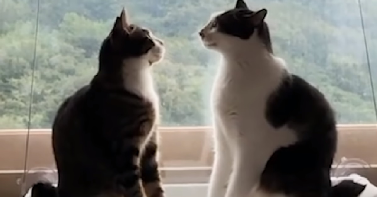 Toast e Brunello, due gattini decisamente esilaranti (VIDEO)