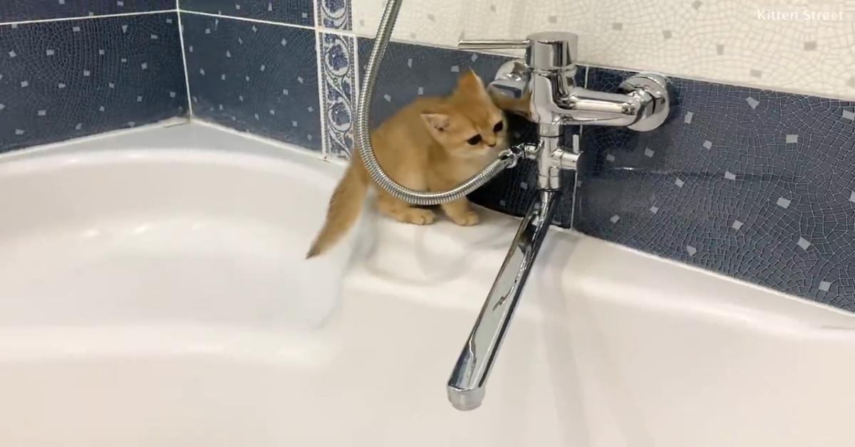 Tre gattini giocano all’interno di una vasca da bagno vuota (VIDEO)