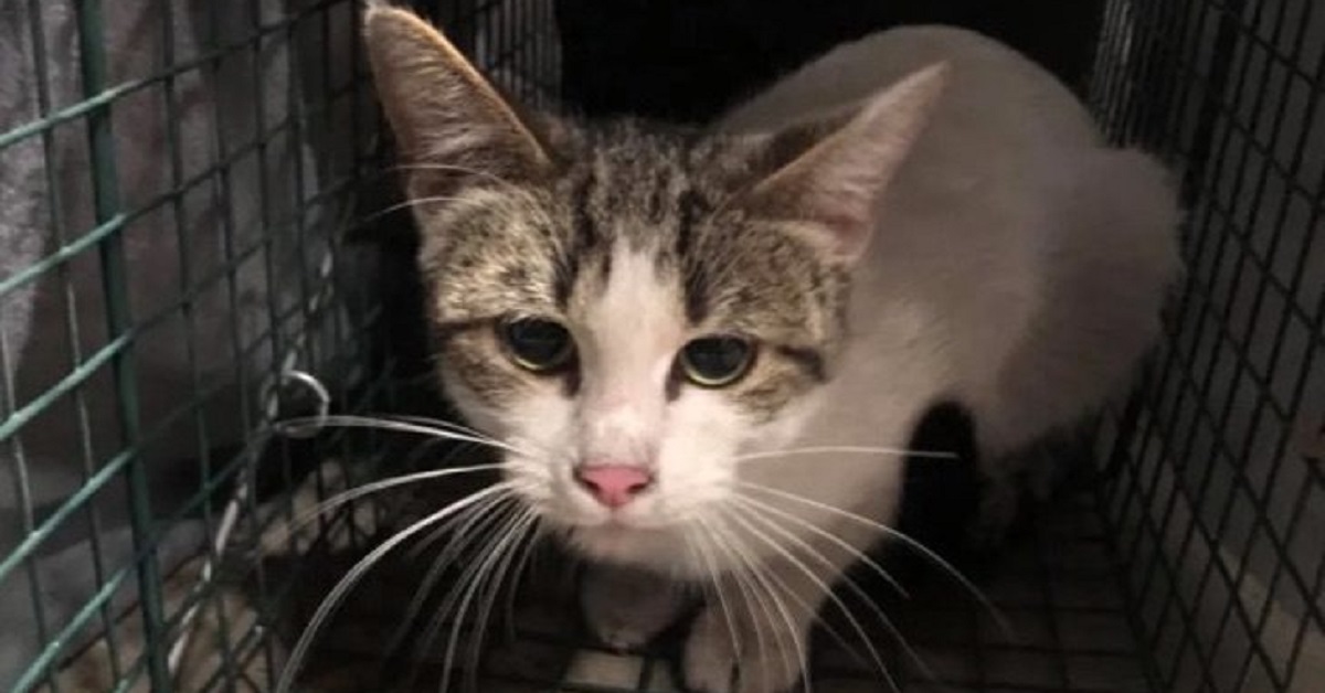 Trovata tra le macerie una gattina randagia assieme al suo piccolo (VIDEO)