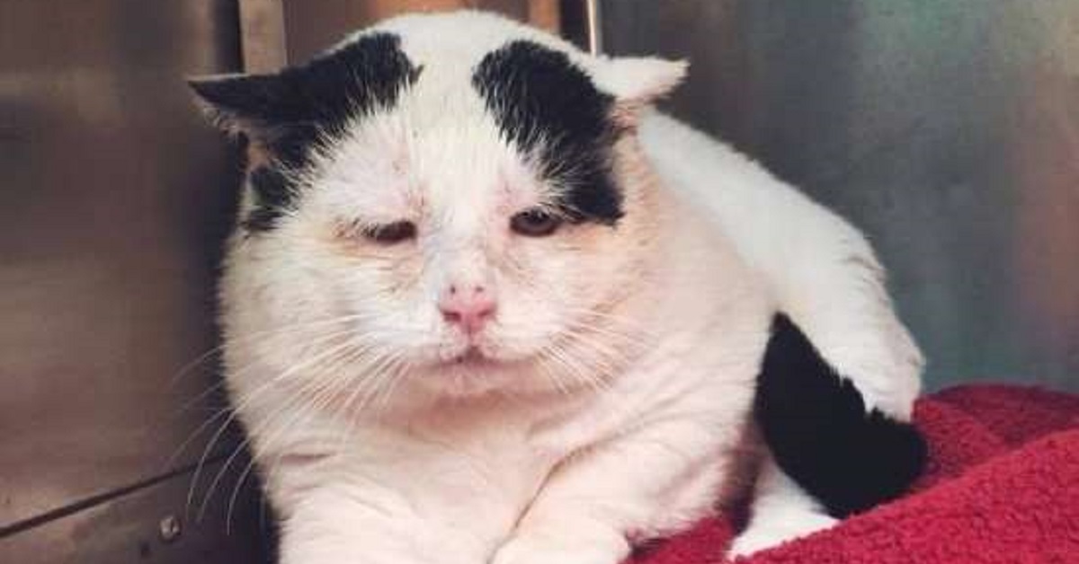 Tuffy, il gatto salvato dalla strada adesso vive in un santuario (FOTO)