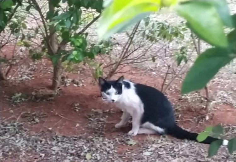 gattino cucciolo foto