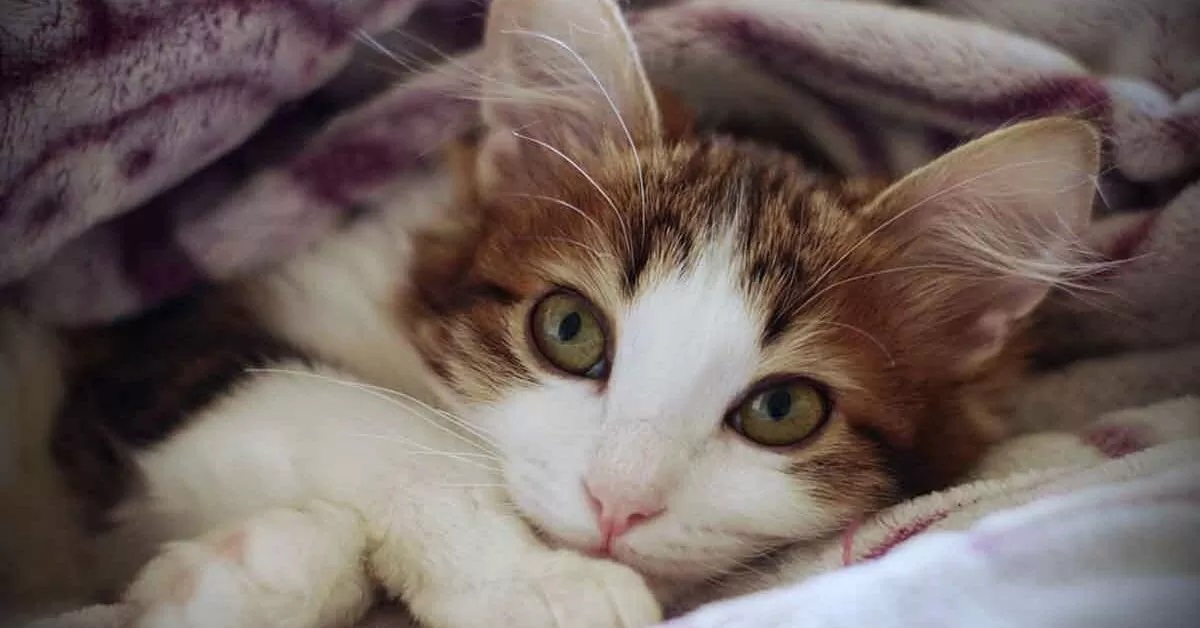 Un gattino randagio viene nutrito ogni giorno da un signore anziano (VIDEO)