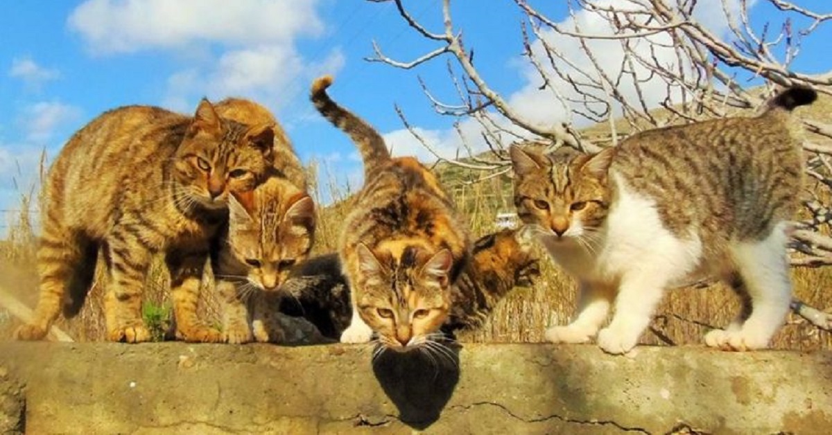 Un rifugio di 55 gattini, dopo tante ricerche, trova il giusto responsabile (FOTO)