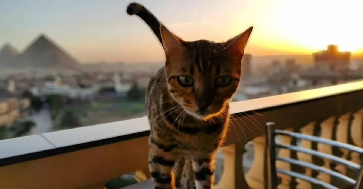 Una coraggiosa donna salva la gattina Jersey dall’autostrada (FOTO)