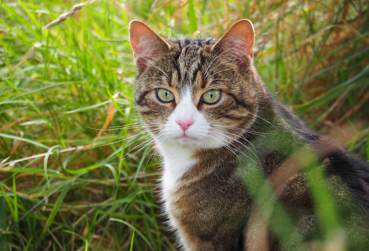 gattino posa foto