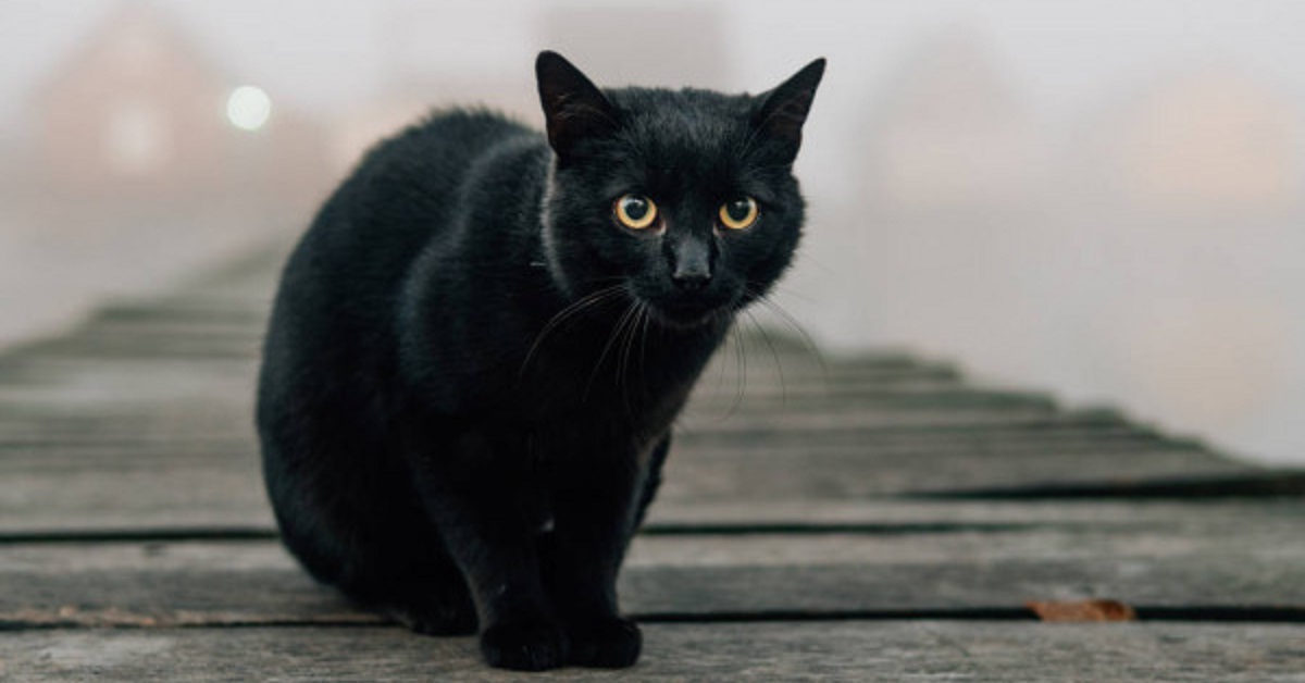 Una ragazza ha perso la sua gattina Miel in aeroporto ed ora la cerca disperatamente (FOTO)