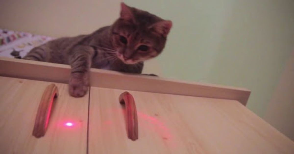 gatto grigio gioca con laser sul tavolo