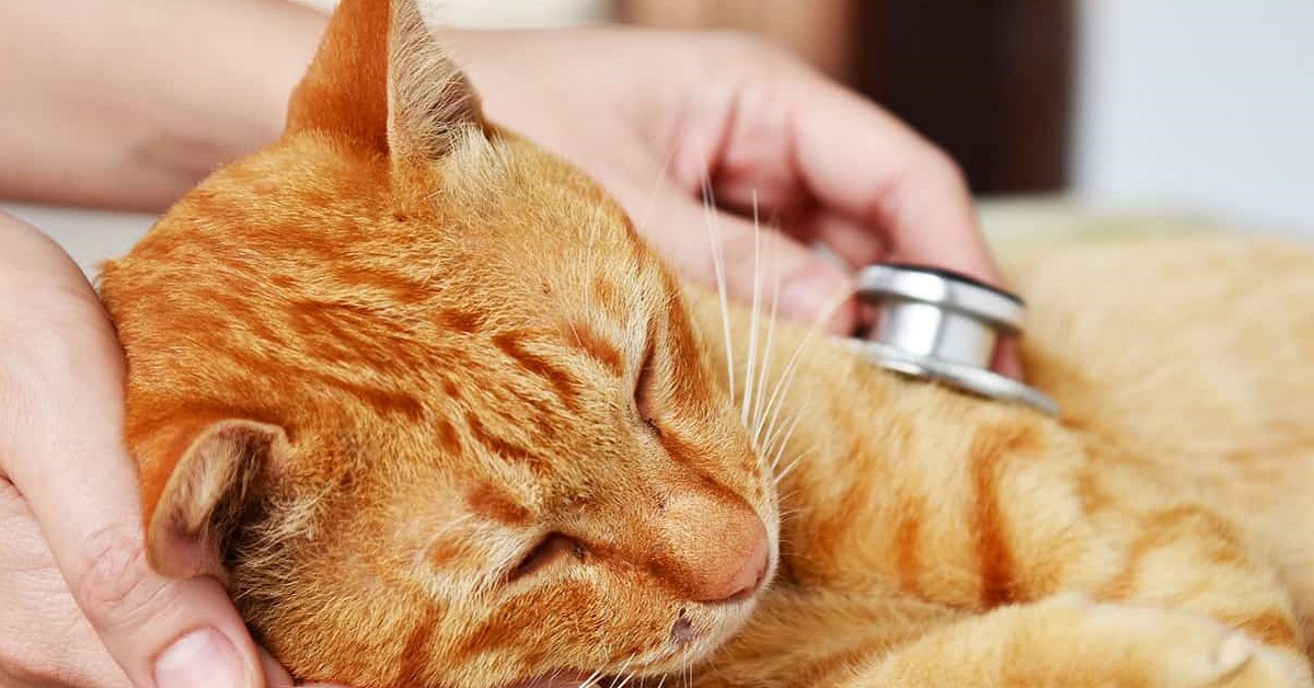 visita veterinaria a gatto rosso