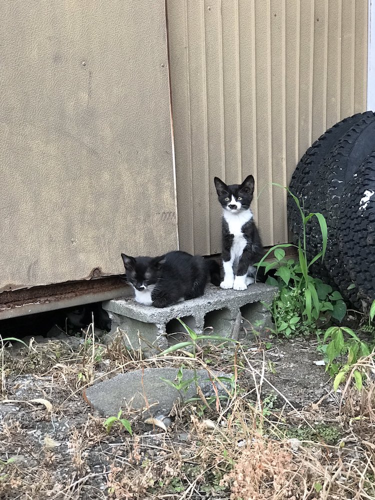 gatto nel giardino