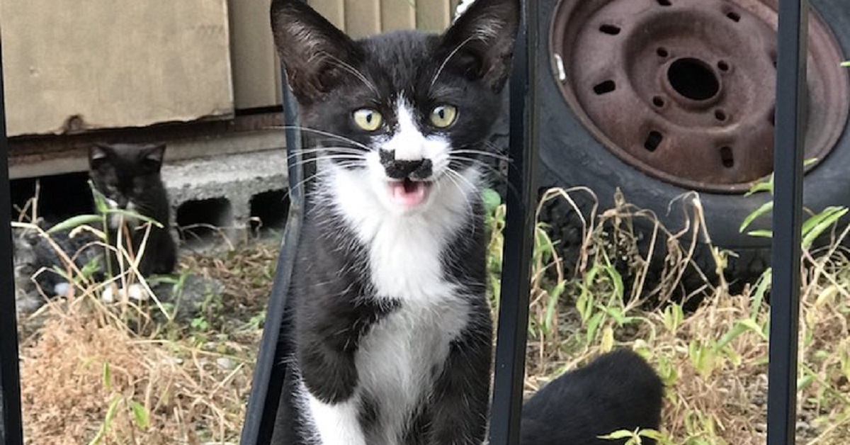 Il video del gattino con uno strano segno sul muso