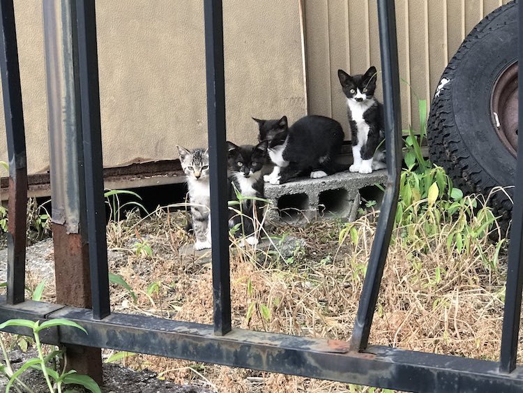 gattini bianco e neri nel giardino