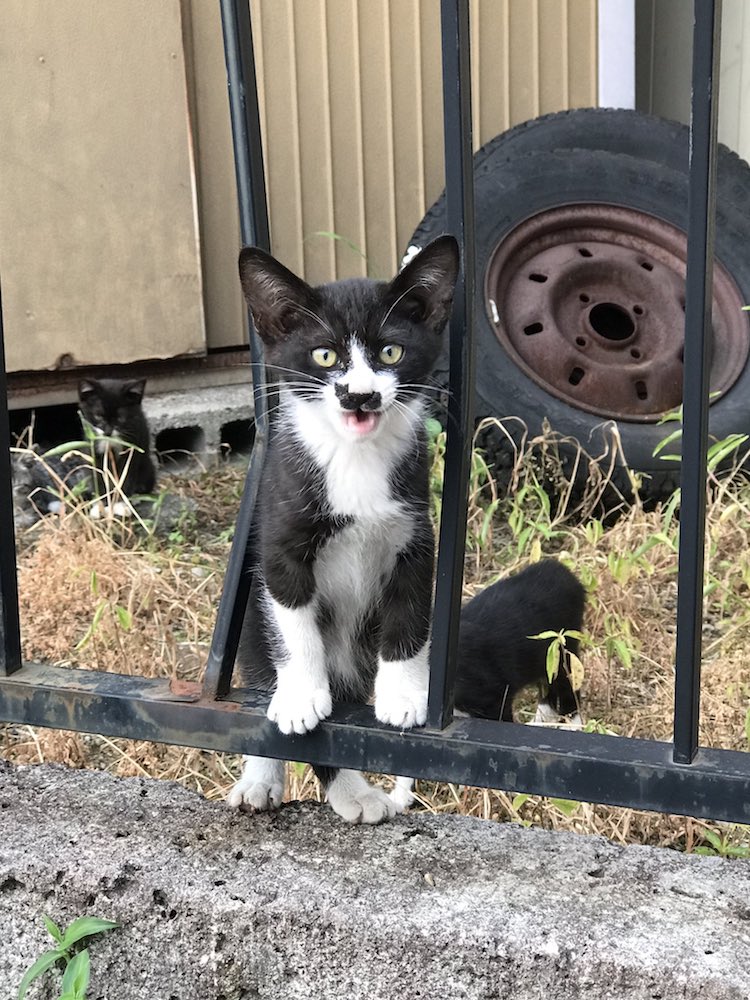 gattino bianco e nero