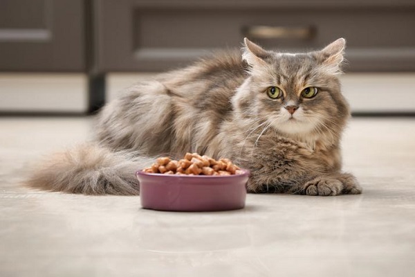 gatto accucciato accanto a ciotola