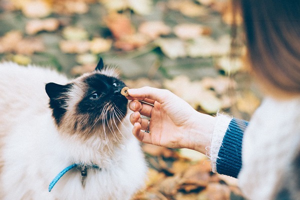 snack per il gatto