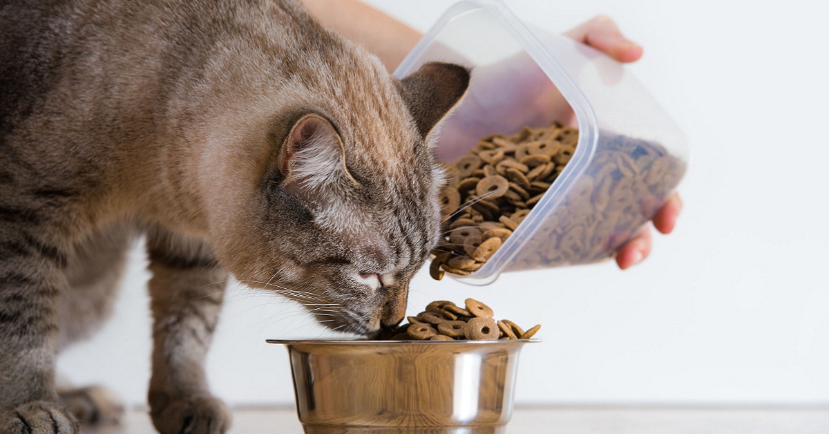 Vitamina A per il gatto: perché è utile e in quali alimenti è possibile trovarla
