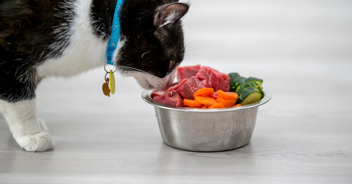 gatto che mangia cibo crudo