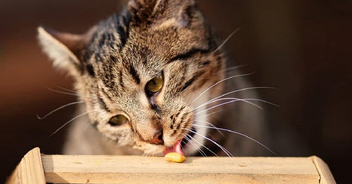 Vitamina B per il gatto: perché è utile e in quali alimenti è possibile trovarla