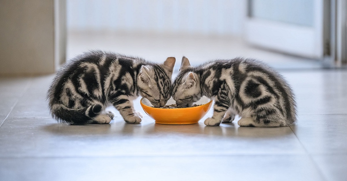 Vitamine per il gatto: quali sono quelle essenziali per Micio e come dargliele