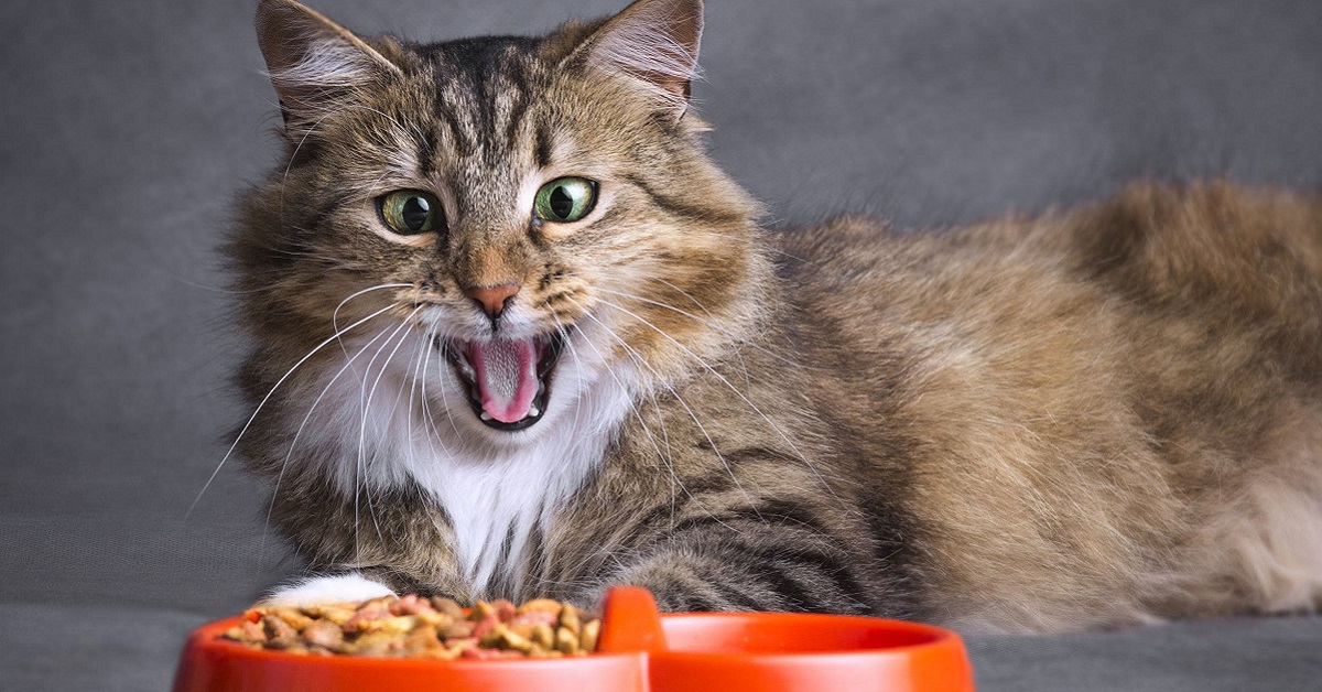 gatto con la bocca aperta