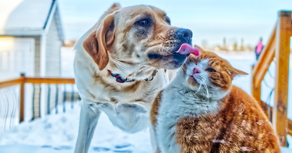 Gattino e cane possono andare d’accordo? Ecco come farli stare insieme