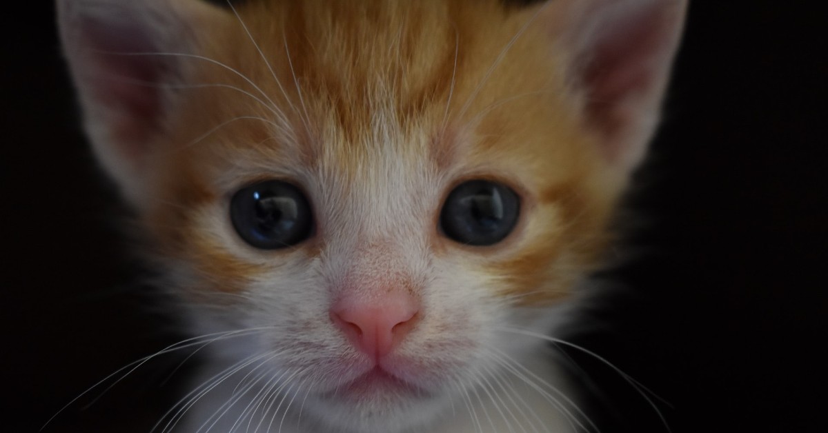 il gattino vuole più attenzioni