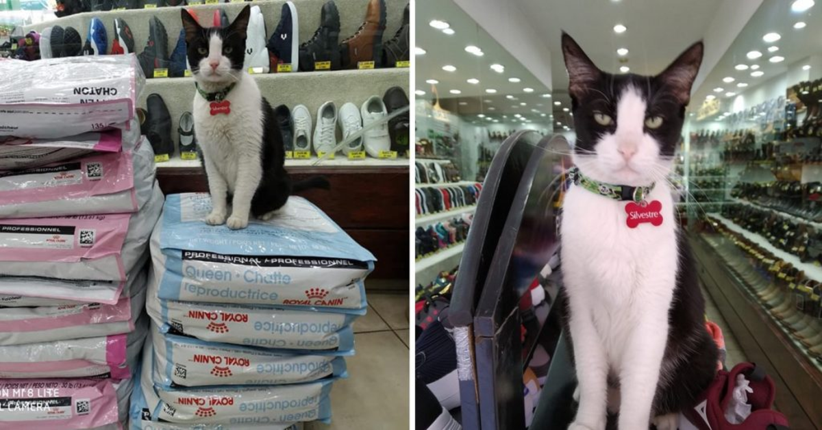 Silvestro gatto commesso negozio di scarpe