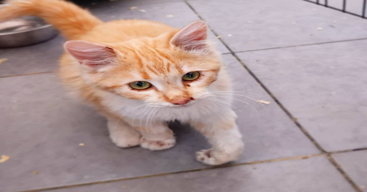 Rifugio Hope di Agrigento: Marlene, una gattina dolcissima che cerca casa