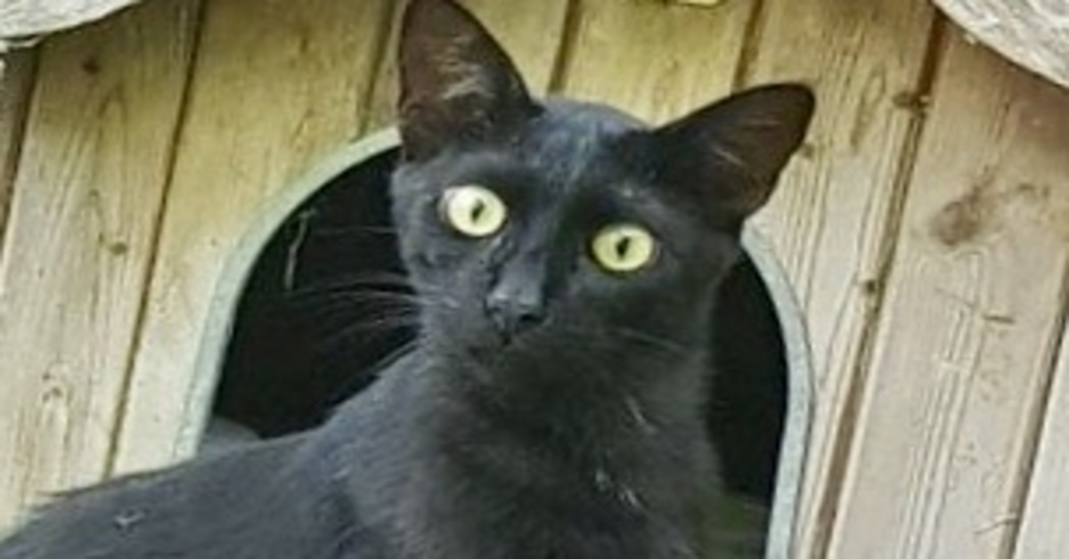 Gattile Verde Gattopolis ODV: Nerino, un gattino da adottare