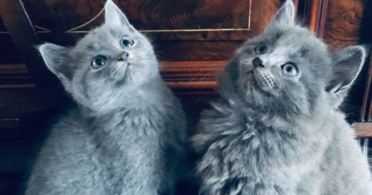 Cuccioli di Nebelung originali, come riconoscerli? Ecco tutti i segni distintivi