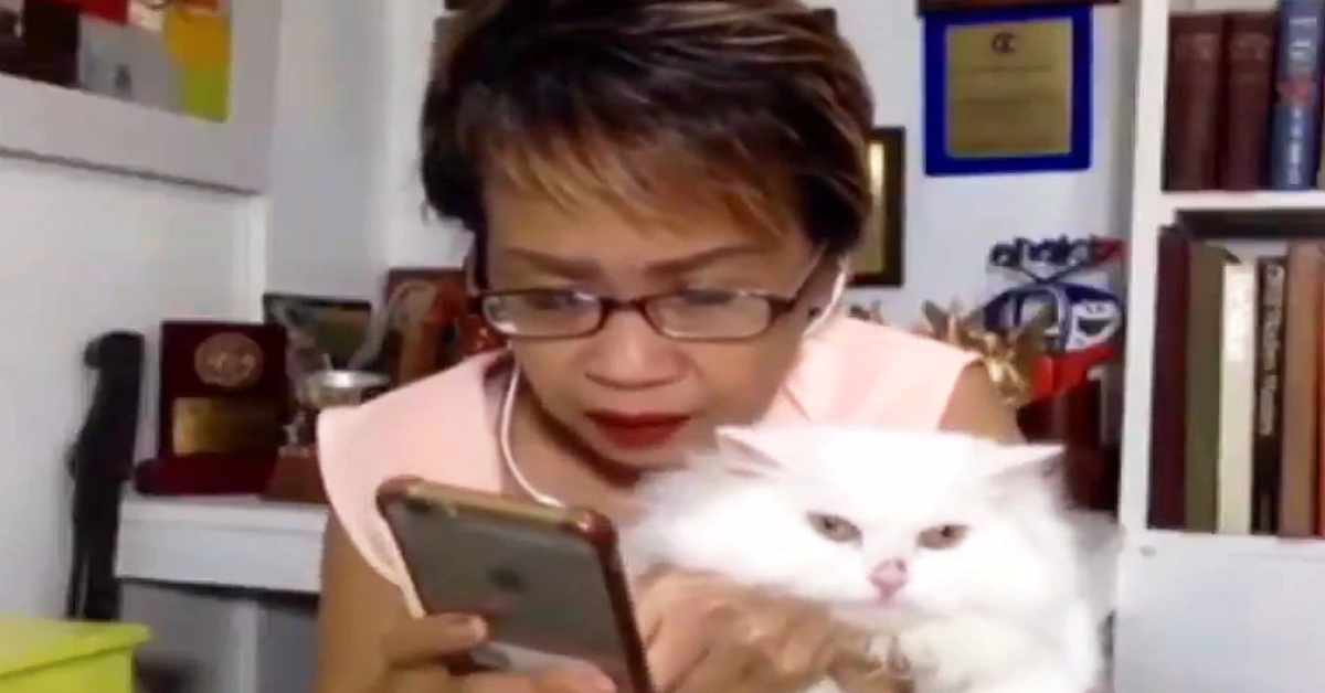 I gattini della presentatrice Doris Bigornia litigano alle sue spalle durante una diretta (VIDEO)