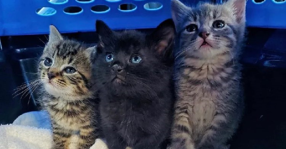 3 gattini si salvano grazie ad un negoziante, nel video il frutto del suo splendido gesto