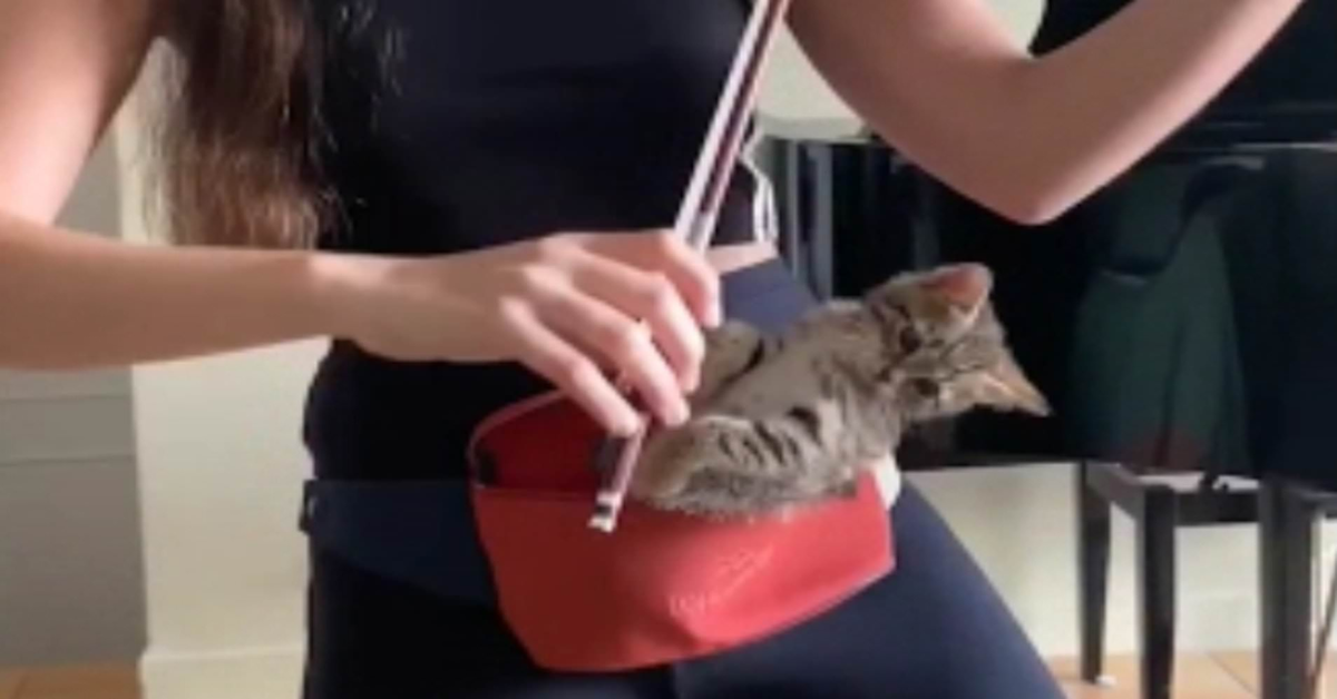 La gattina si rilassa con il suono del violino (VIDEO)