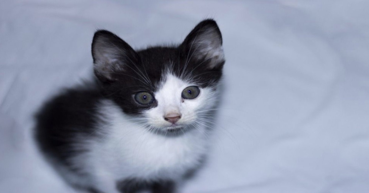 Jasper, il gattino che imparò a camminare grazie al grande amore del suo papà umano (VIDEO)