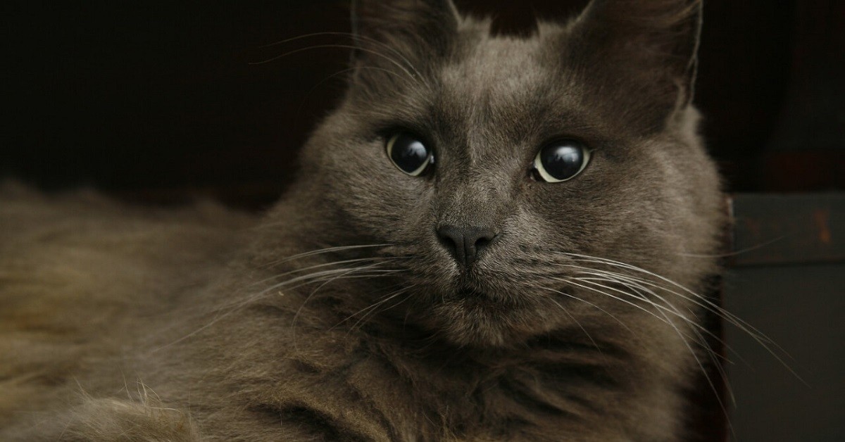 cuccioli di nebelung originali