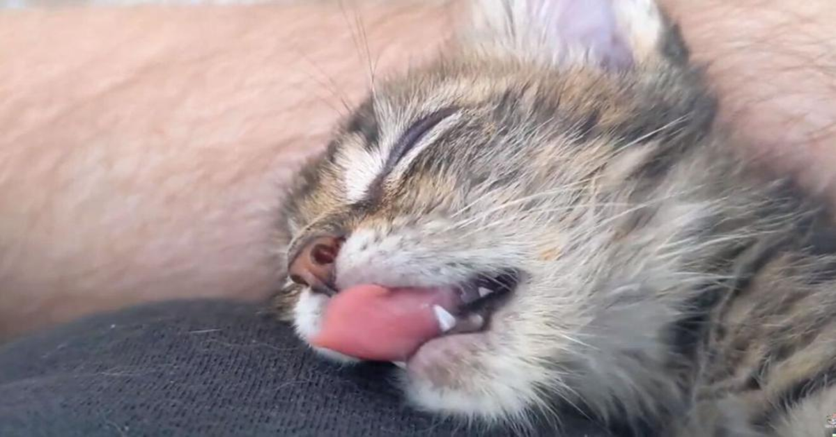gattino sogna con la lingua fuori