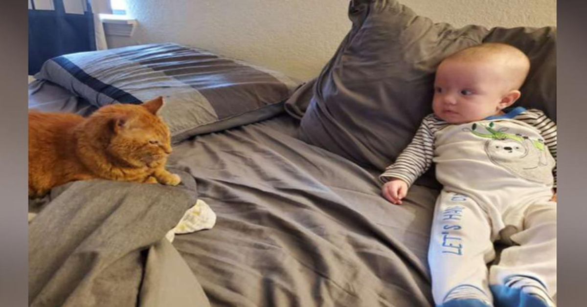 gatto e neonato sul letto