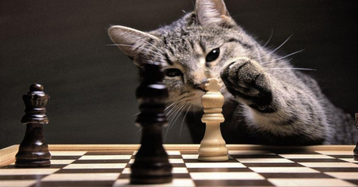 Un adorabile gattino gioca a scacchi con la padrona  (VIDEO)