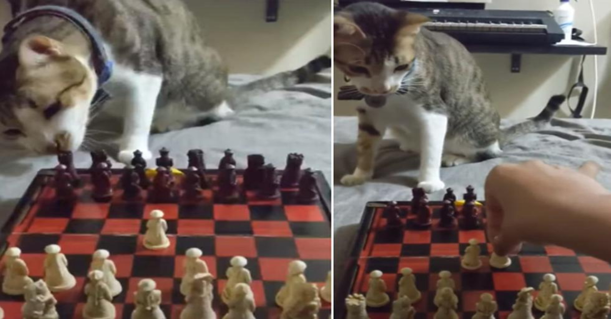 gattino grigio gioca a scacchi