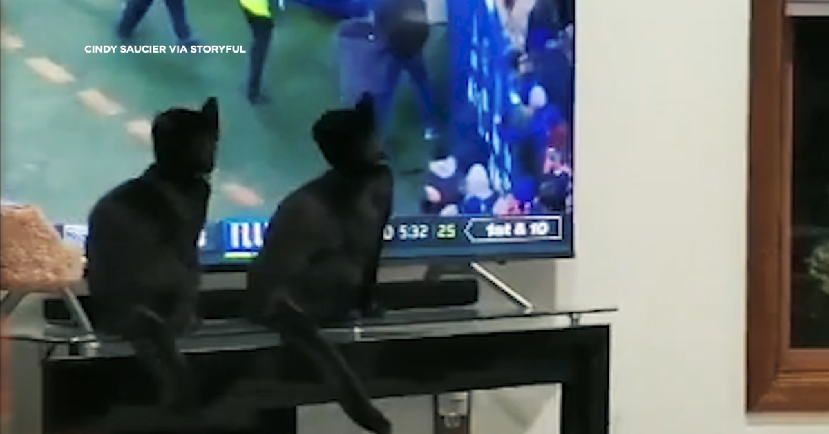 gatti guardano partita alla tv